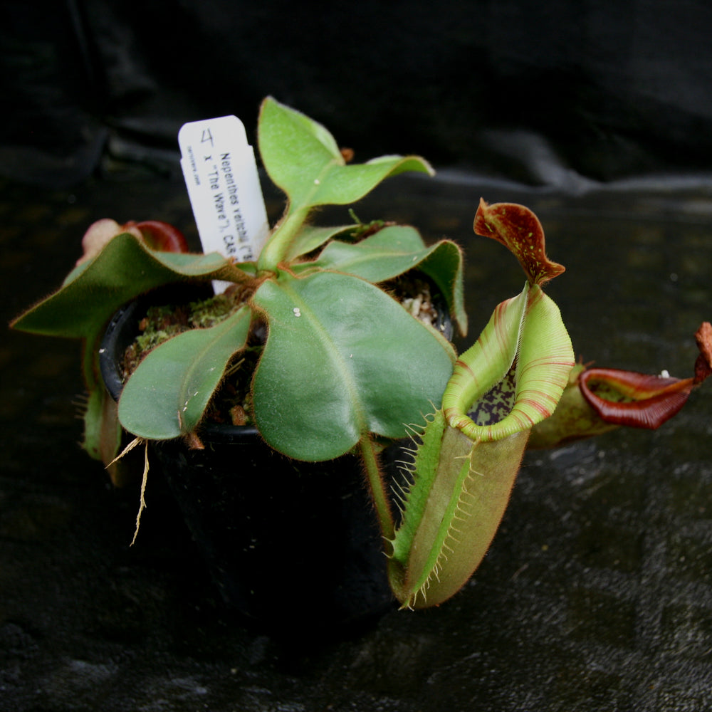 
                      
                        Nepenthes veitchii ("Big Mama" x "The Wave"), CAR-0168
                      
                    