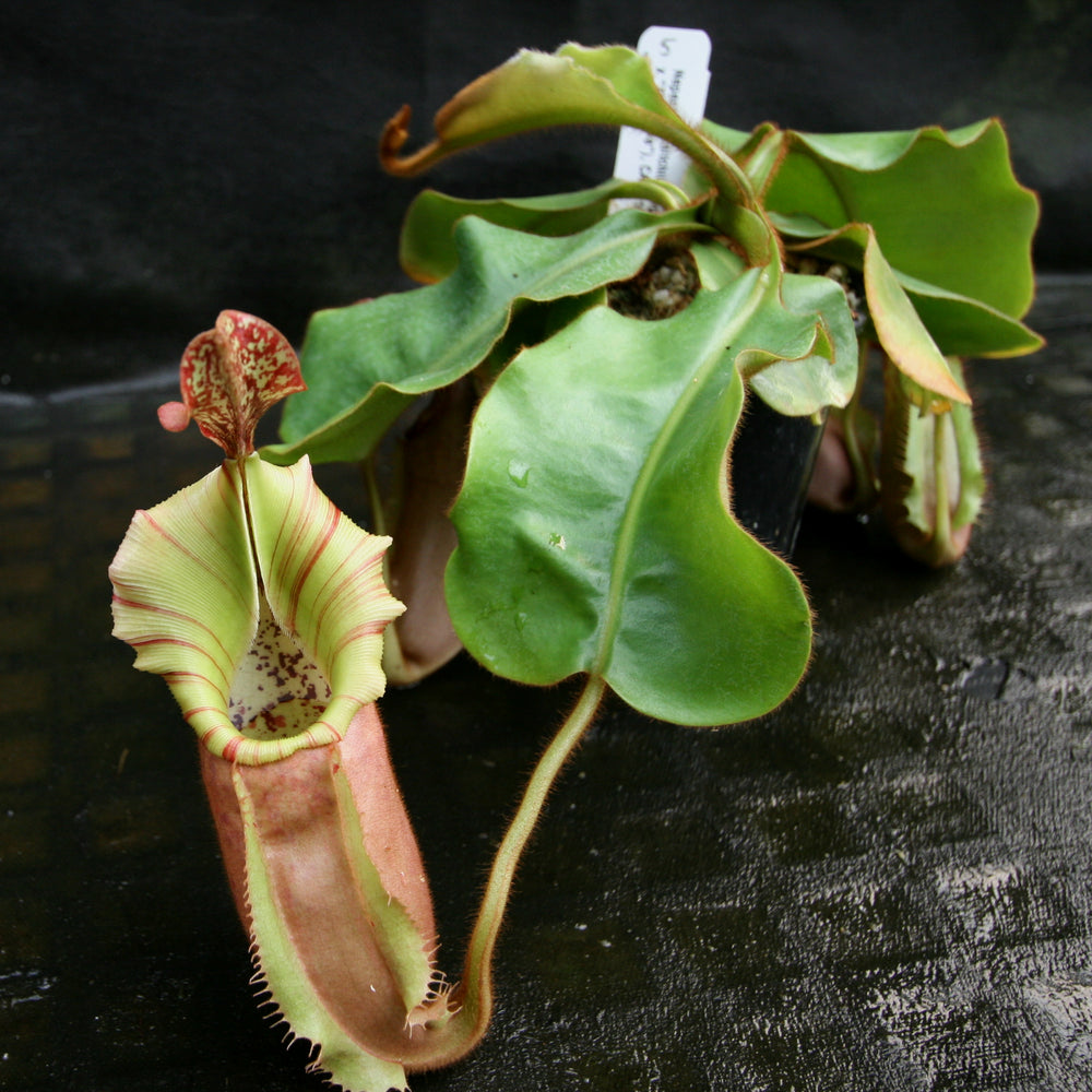 
                      
                        Nepenthes veitchii ("Big Mama" x "The Wave"), CAR-0168
                      
                    