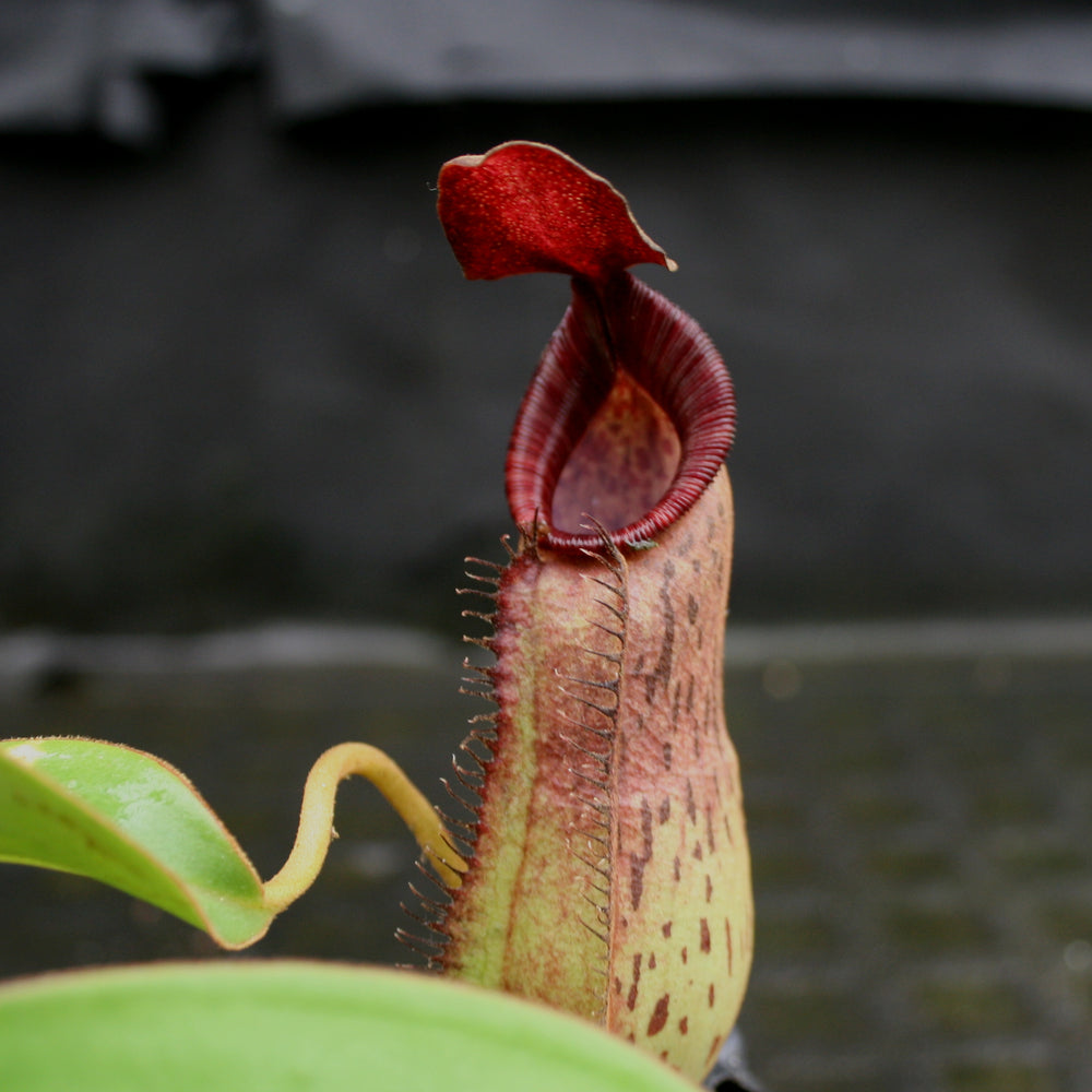 
                      
                        Nepenthes (spathulata x spectabilis) "BE Best" x [(spathulata x aristolochioides) x lowii], CAR-0116, pitcher plant, carnivorous plant, collectors plant, large pitchers, rare plants
                      
                    