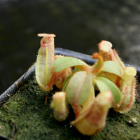 Nepenthes veitchii [(k) x (Murud x Candy) -Striped], CAR-0242