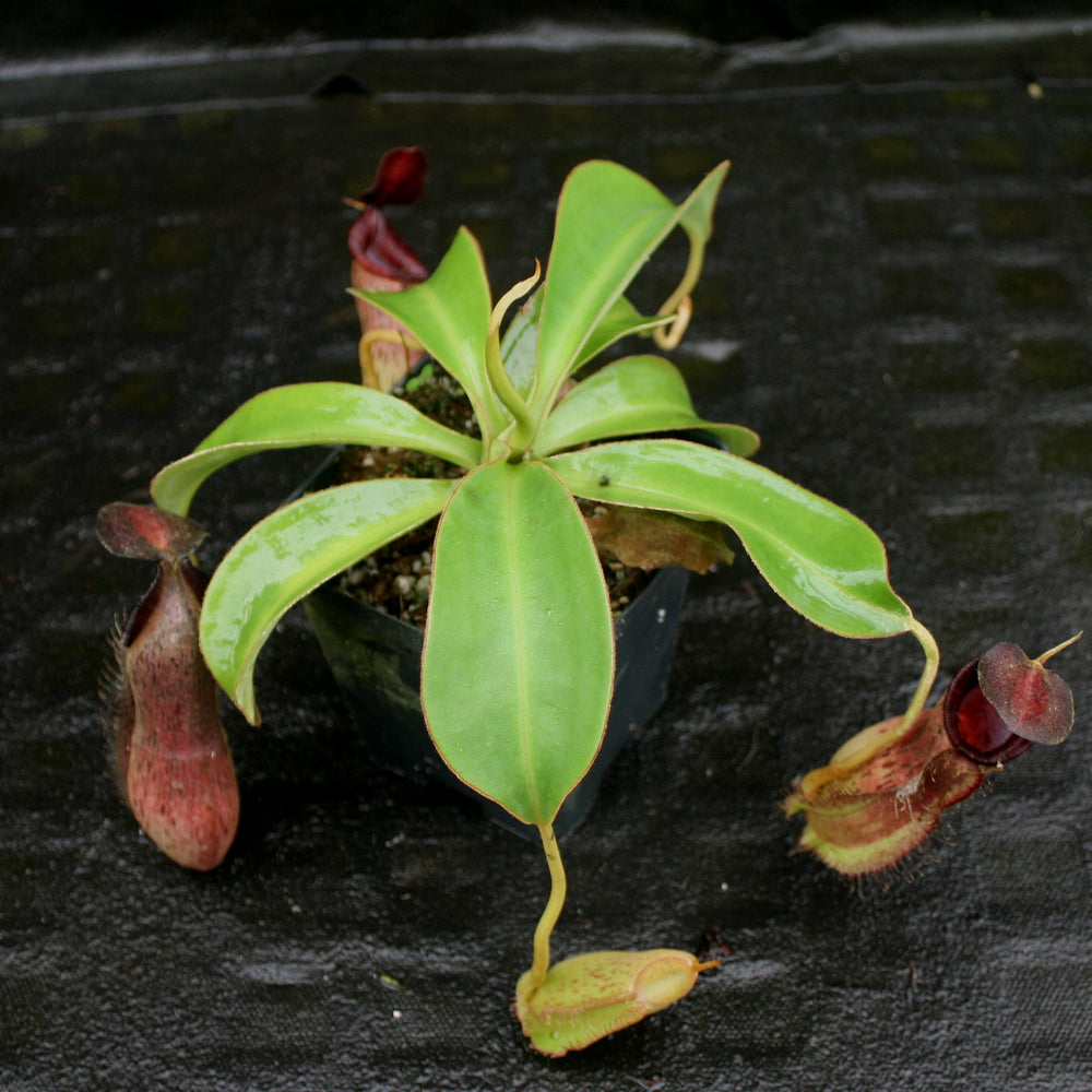 
                      
                        Nepenthes (spathulata x spectabilis) "BE Best" x [(spathulata x aristolochioides) x lowii], CAR-0116, pitcher plant, carnivorous plant, collectors plant, large pitchers, rare plants
                      
                    