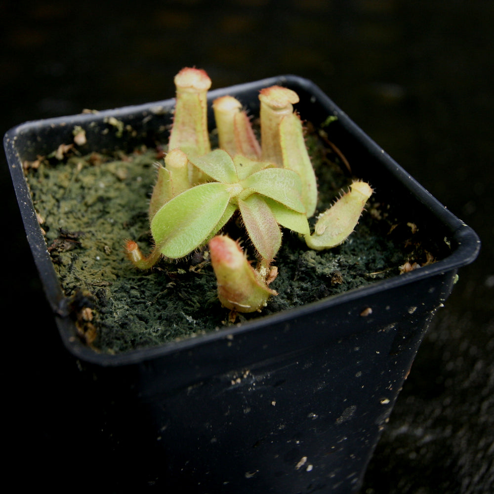 
                      
                        Nepenthes veitchii [(k) x (Murud x Candy) -Striped], CAR-0242
                      
                    