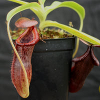 Nepenthes singalana x (burbidgeae x edwardsiana)