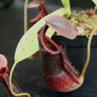 Nepenthes singalana x (burbidgeae x edwardsiana)
