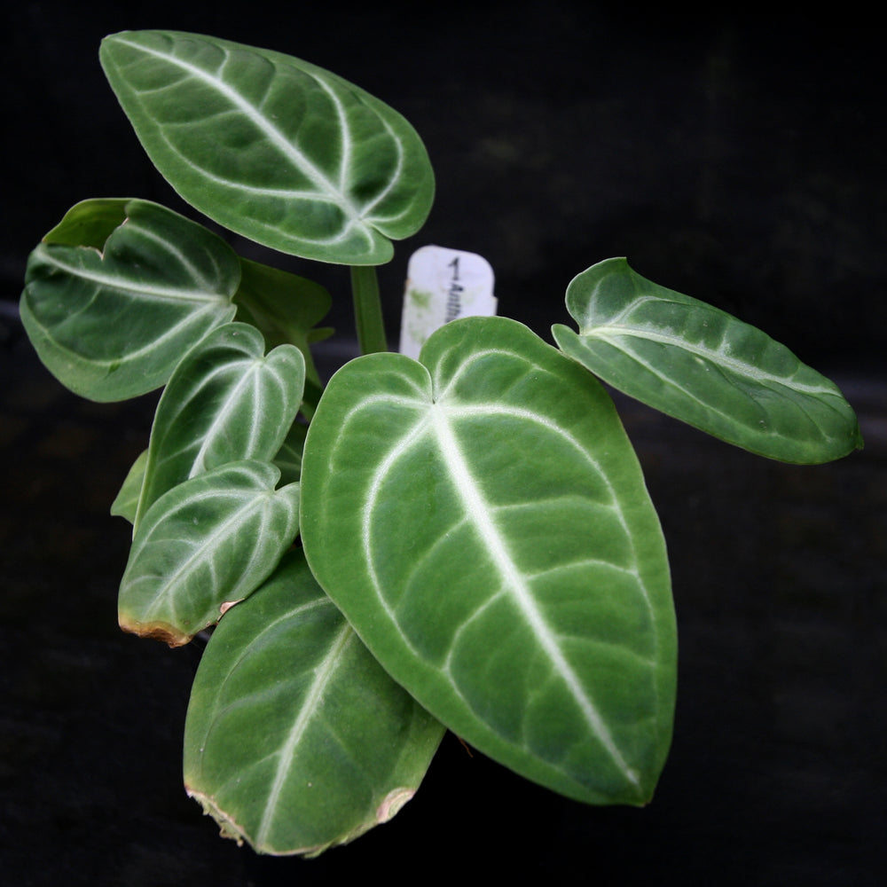 
                      
                        Anthurium villenaorum
                      
                    