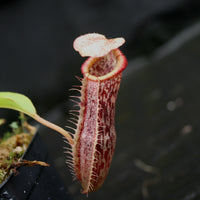 Nepenthes singalana x (burbidgeae x edwardsiana)