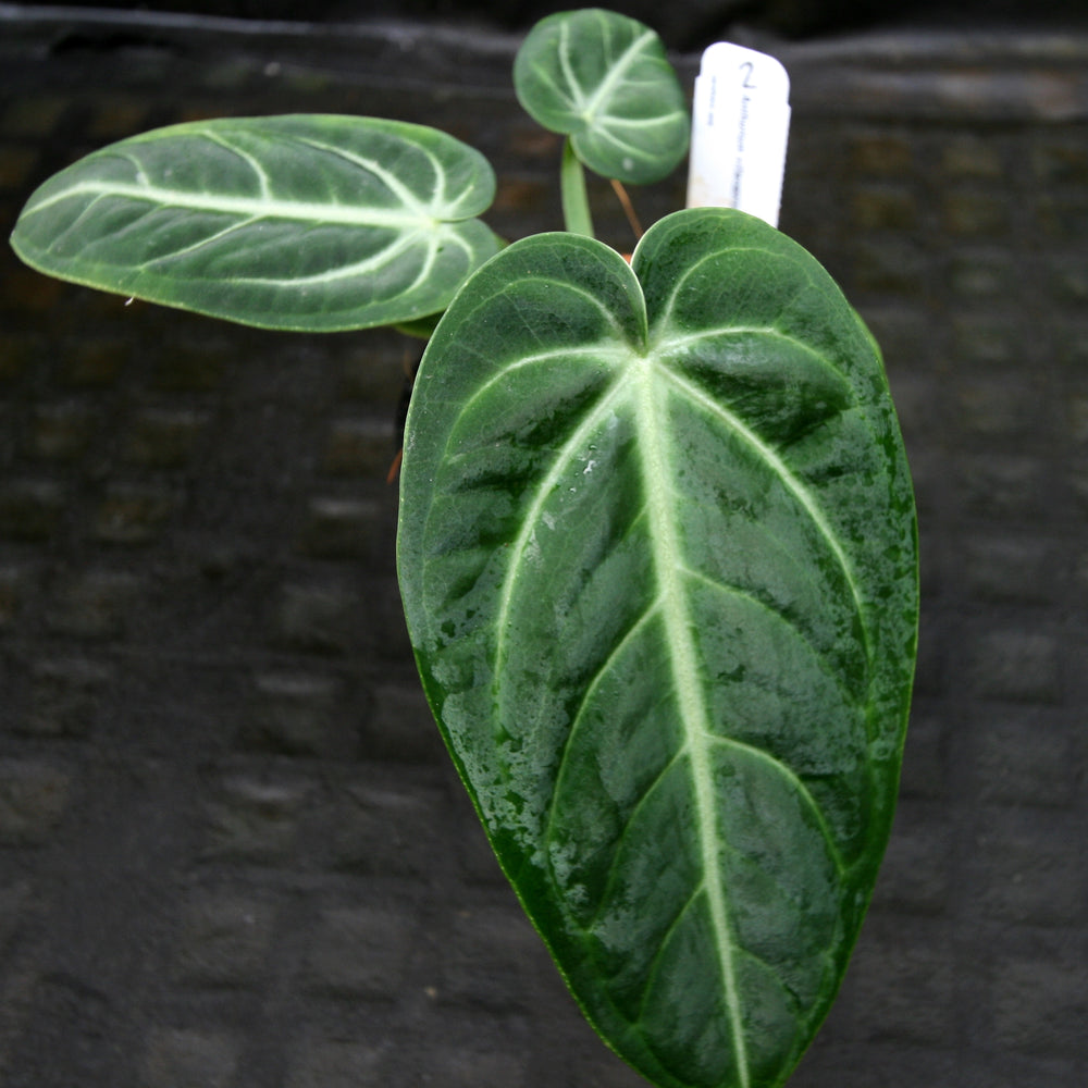 
                      
                        Anthurium villenaorum
                      
                    
