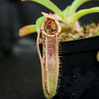 Nepenthes singalana x (burbidgeae x edwardsiana)
