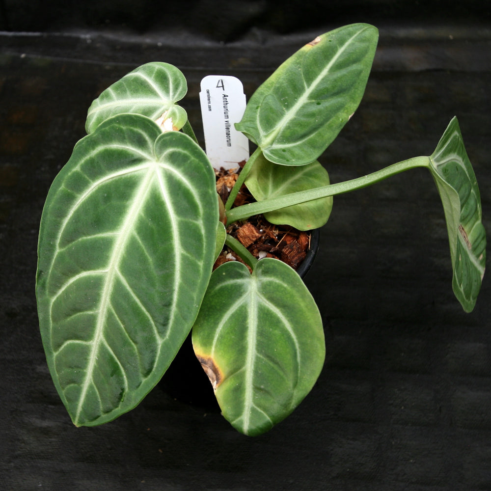 
                      
                        Anthurium villenaorum
                      
                    