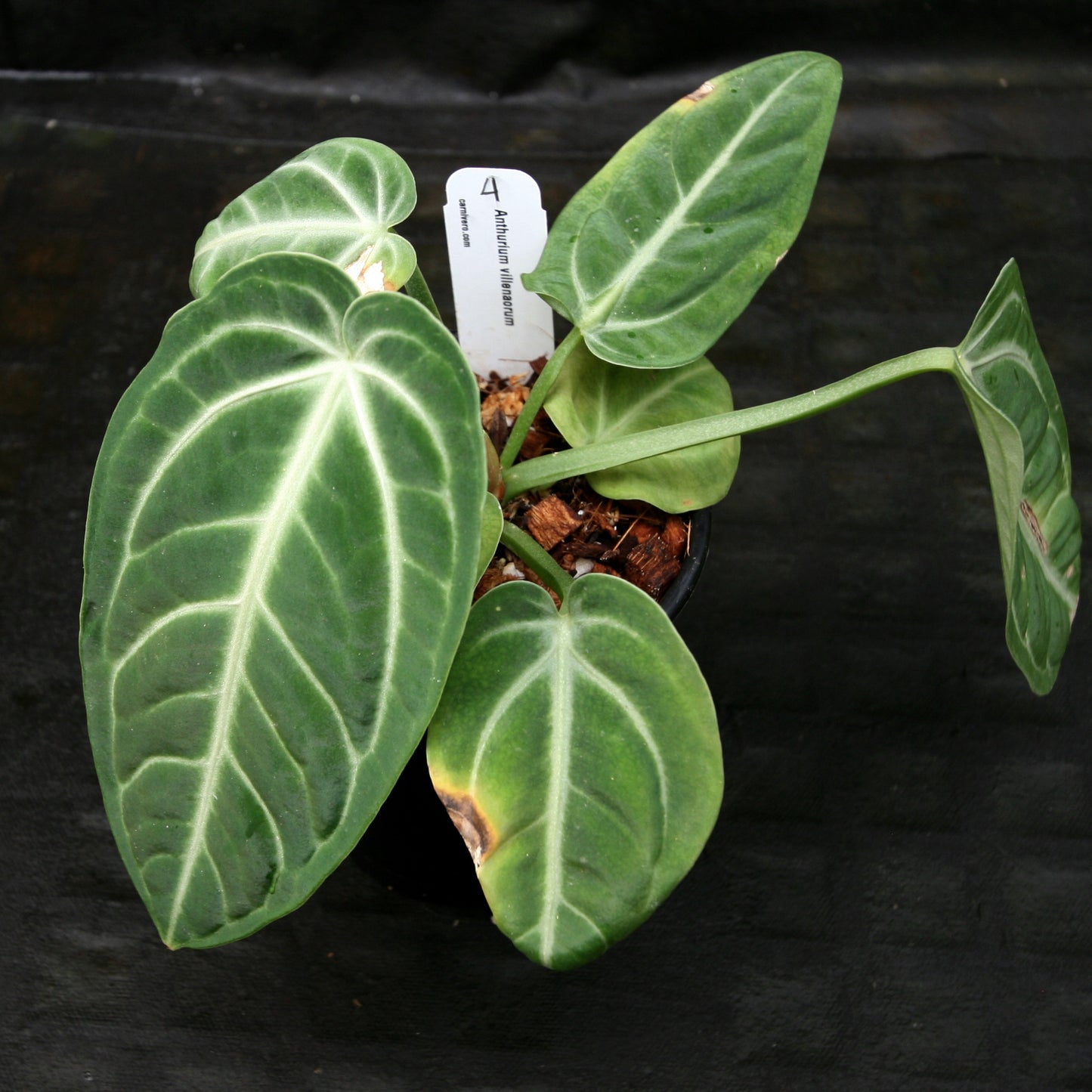 anthurium ascomycota Anthurium villenaorum – Carnivero