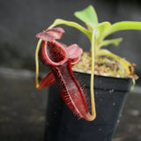 Nepenthes singalana x (burbidgeae x edwardsiana)