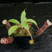 Nepenthes singalana x (burbidgeae x edwardsiana)