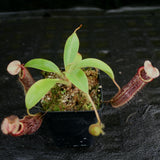Nepenthes singalana x (burbidgeae x edwardsiana)