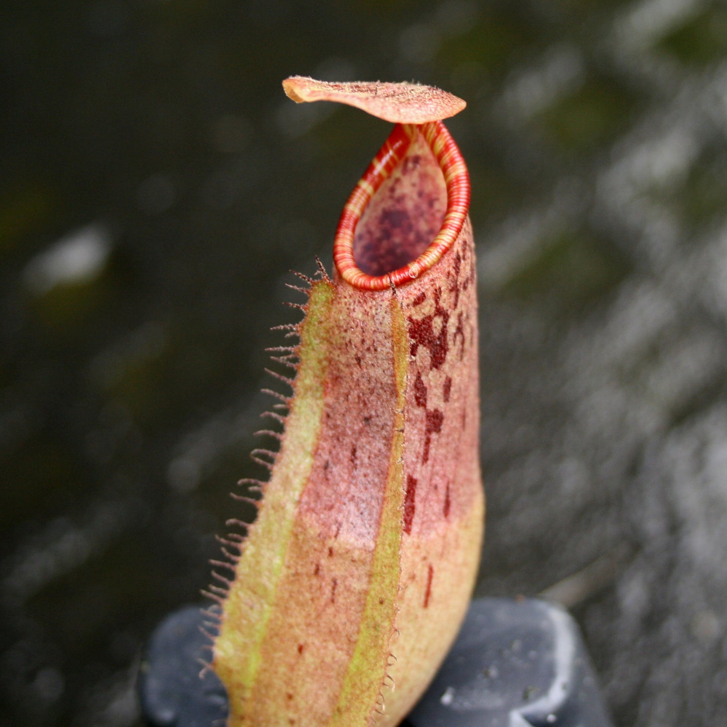 Nepenthes boschiana x (spectabilis x northiana), CAR-0158