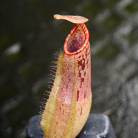Nepenthes boschiana x (spectabilis x northiana), CAR-0158