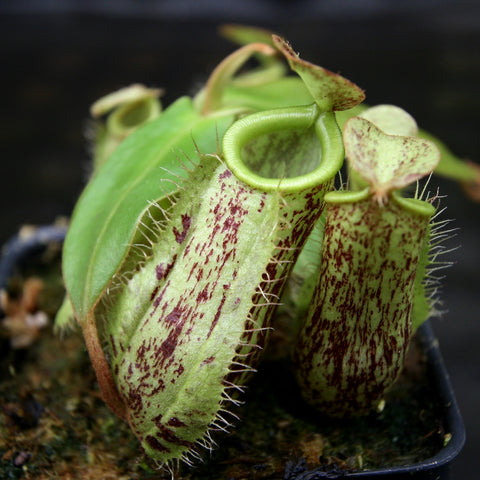 Nepenthes ampullaria Red Tricolor x sibuyanensis x merrilliana hybrid with green mottled pitchers and curling tendrils.