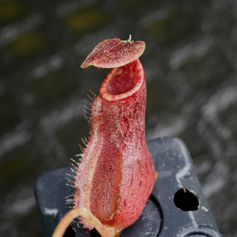 
                      
                        Nepenthes boschiana x (spectabilis x northiana), CAR-0158
                      
                    