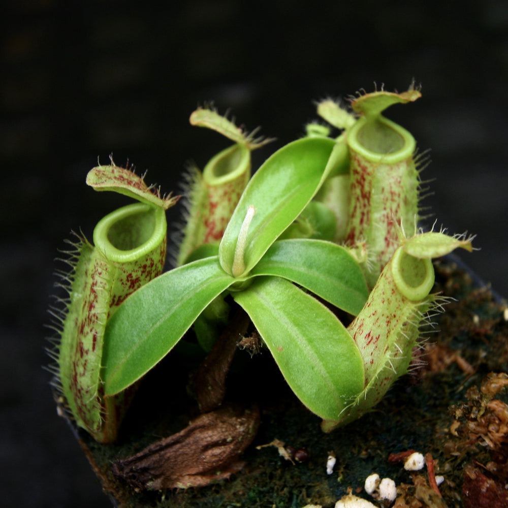 
                      
                        Nepenthes ampullaria Red Tricolor x (sibuyanensis x merrilliana), CAR-0244
                      
                    