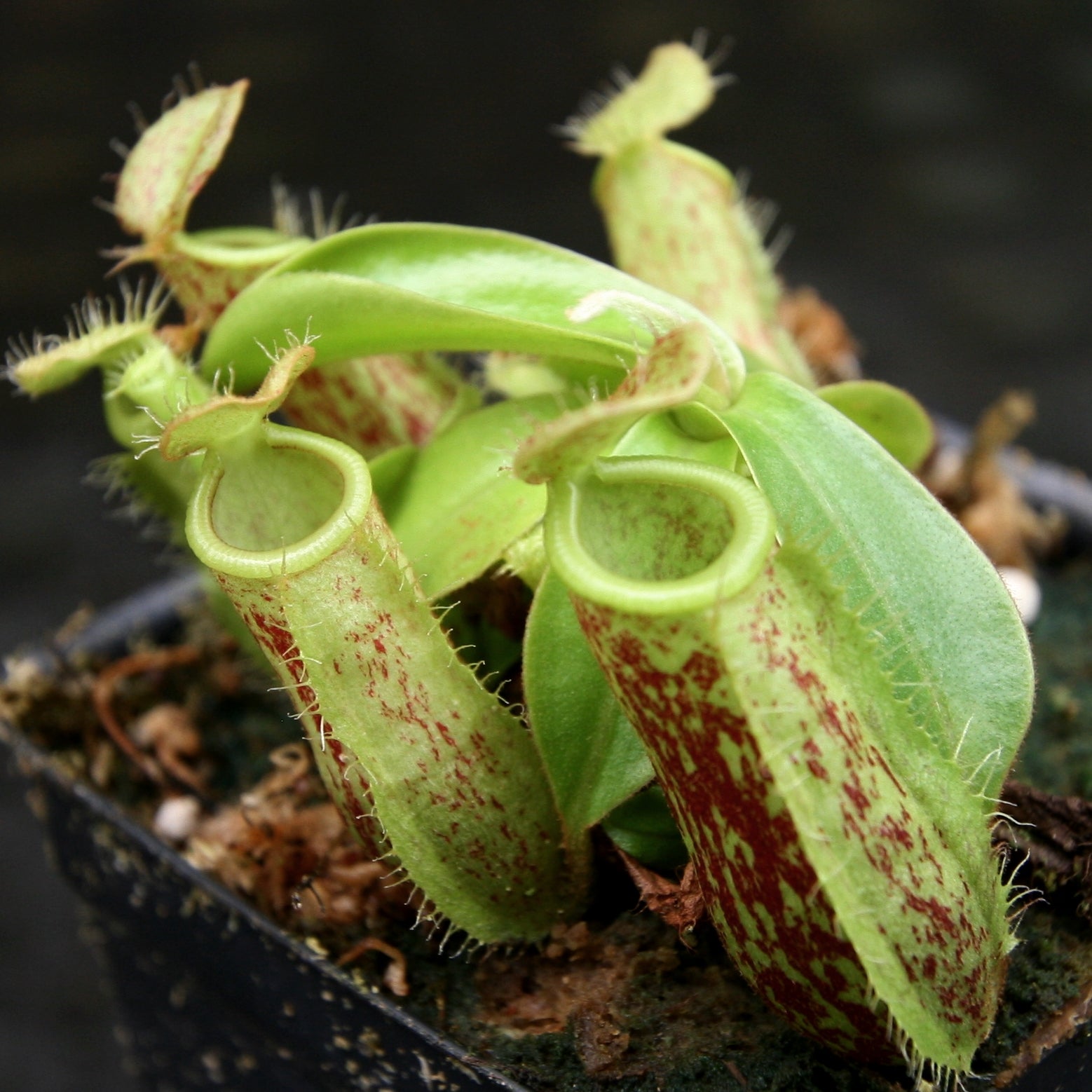 Nepenthes ampullaria Red Tricolor x (sibuyanensis x merrilliana
