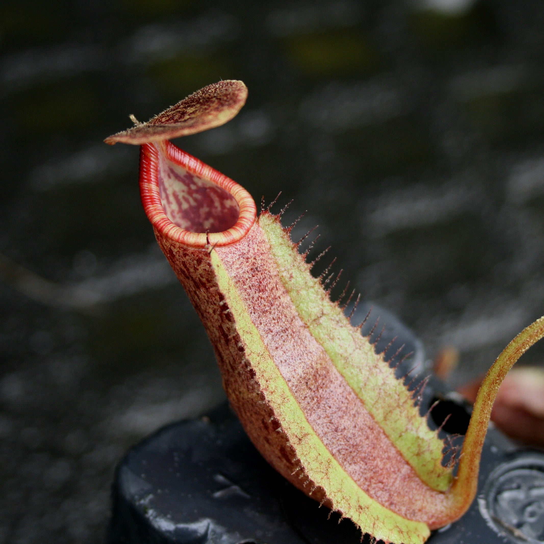 Nepenthes boschiana x (spectabilis x northiana), CAR-0158 – Carnivero