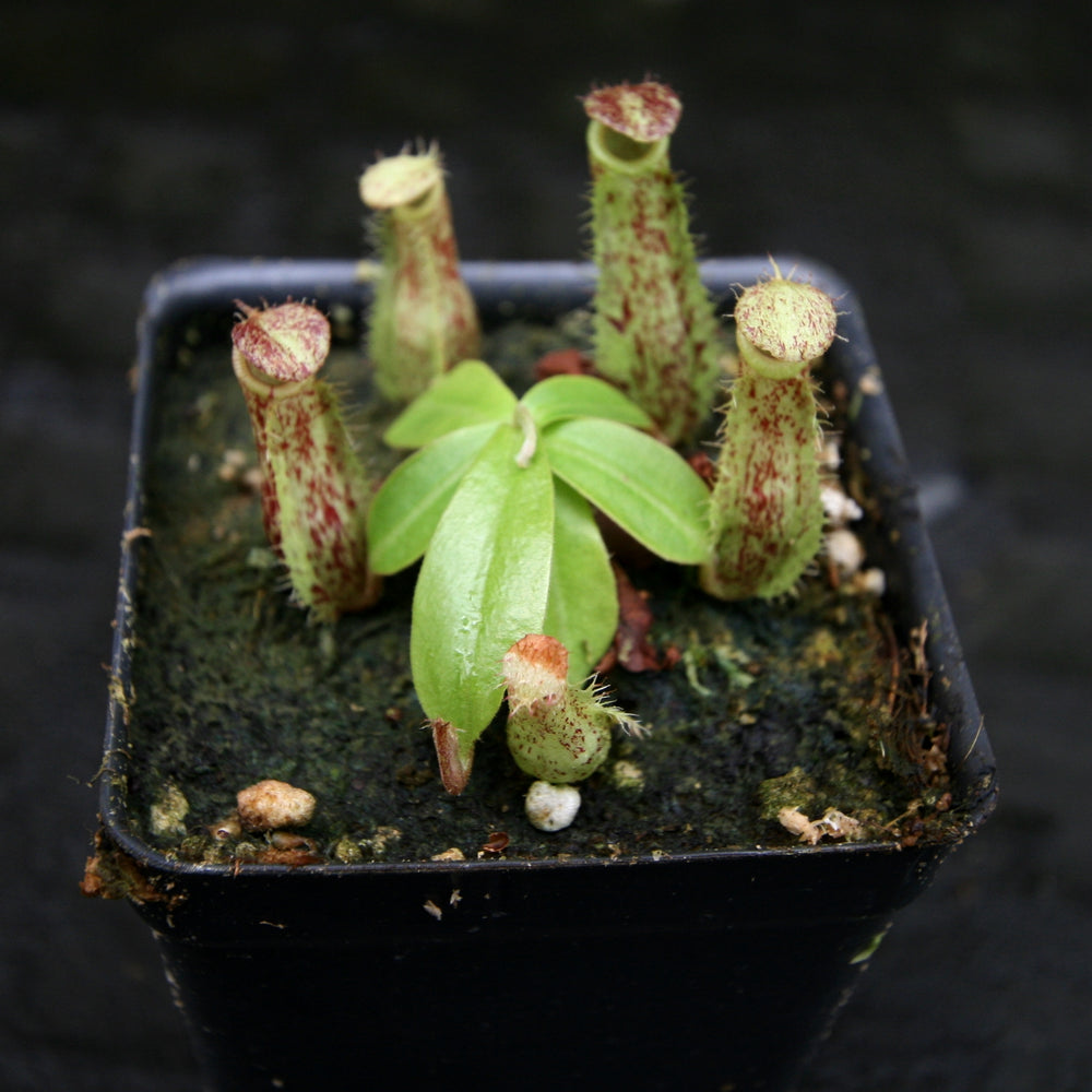 
                      
                        Nepenthes ampullaria Red Tricolor x (sibuyanensis x merrilliana), CAR-0244
                      
                    