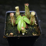 Nepenthes ampullaria Red Tricolor x (sibuyanensis x merrilliana), CAR-0244