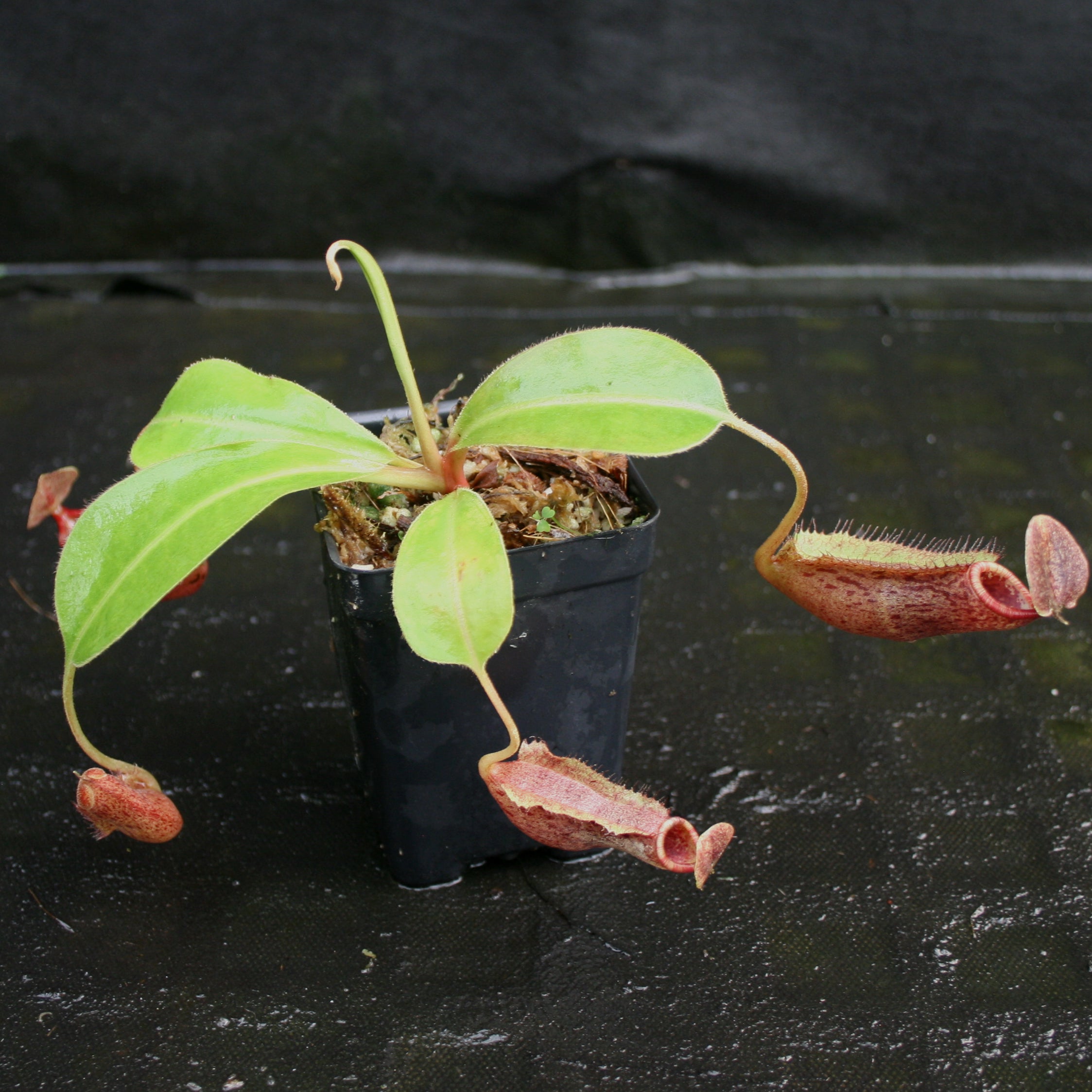 Nepenthes boschiana x (spectabilis x northiana), CAR-0158 – Carnivero
