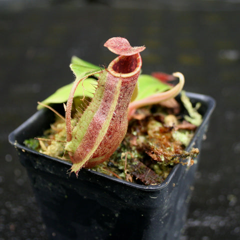 Nepenthes boschiana hybrid pitcher plant in a small black pot with a pink red tubular trap
