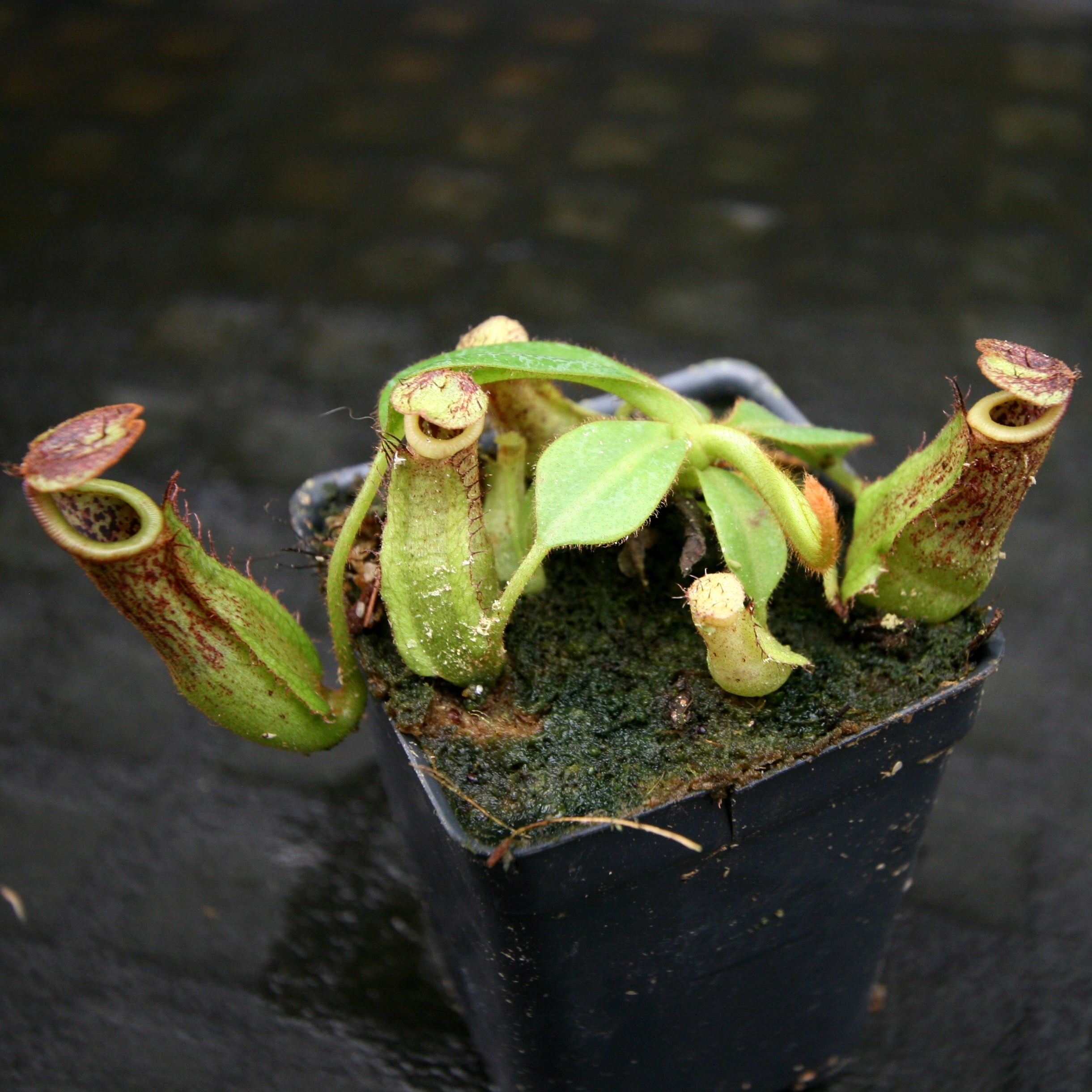 Nepenthes maxima (x) x veitchii (m), CAR-0245 – Carnivero