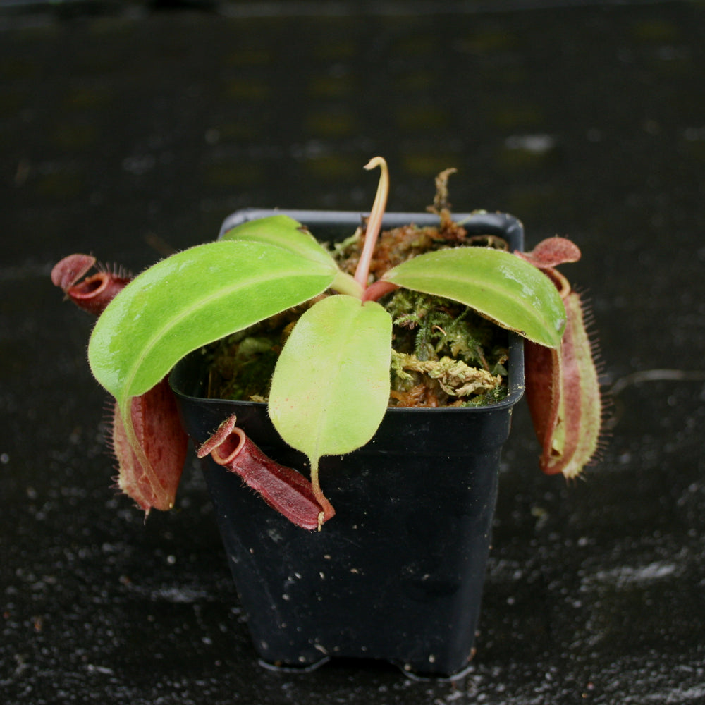 
                      
                        Nepenthes boschiana x (spectabilis x northiana), CAR-0158
                      
                    