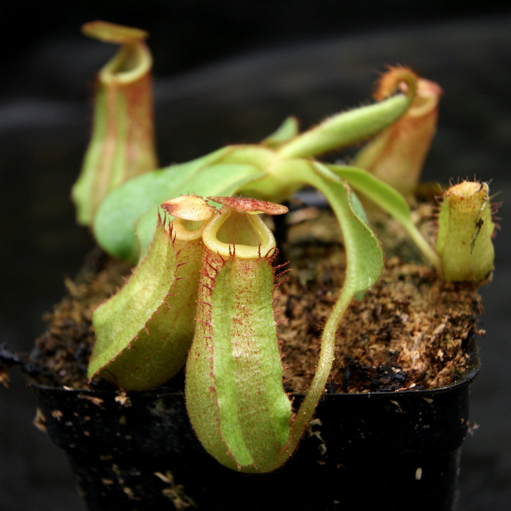 
                      
                        Nepenthes maxima (x) x veitchii (m), CAR-0245
                      
                    