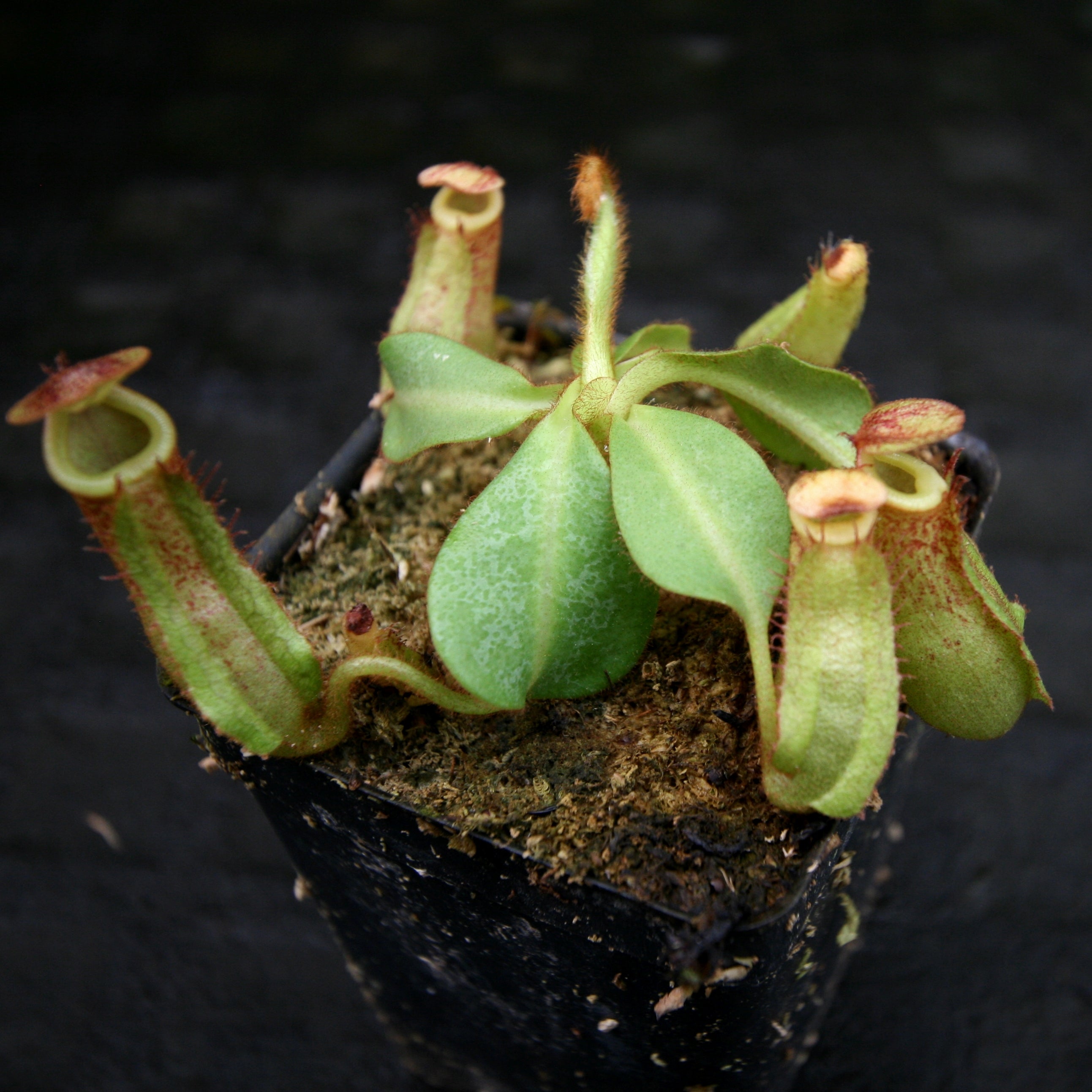 Nepenthes maxima (x) x veitchii (m), CAR-0245 – Carnivero