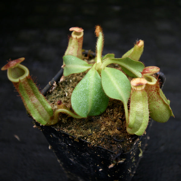 Nepenthes maxima (x) x veitchii (m), CAR-0245