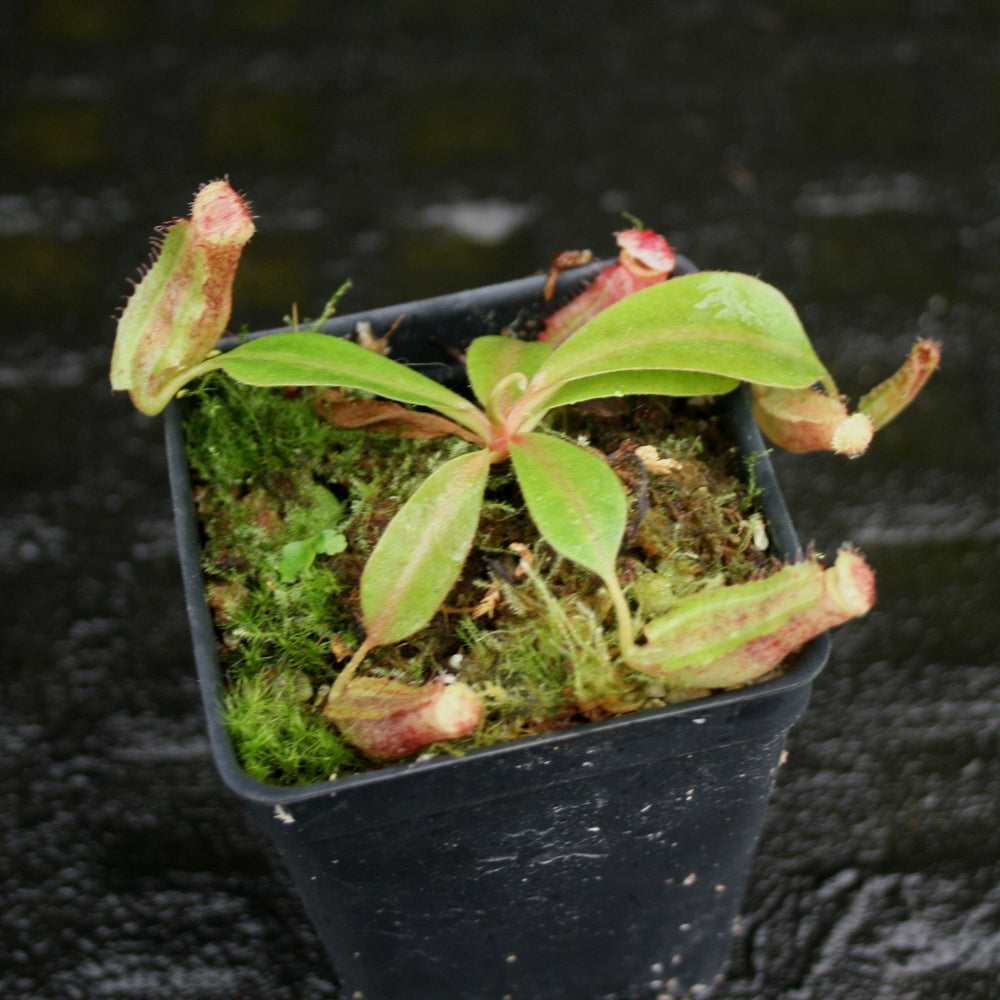 
                      
                        Nepenthes boschiana x (spectabilis x northiana), CAR-0158
                      
                    