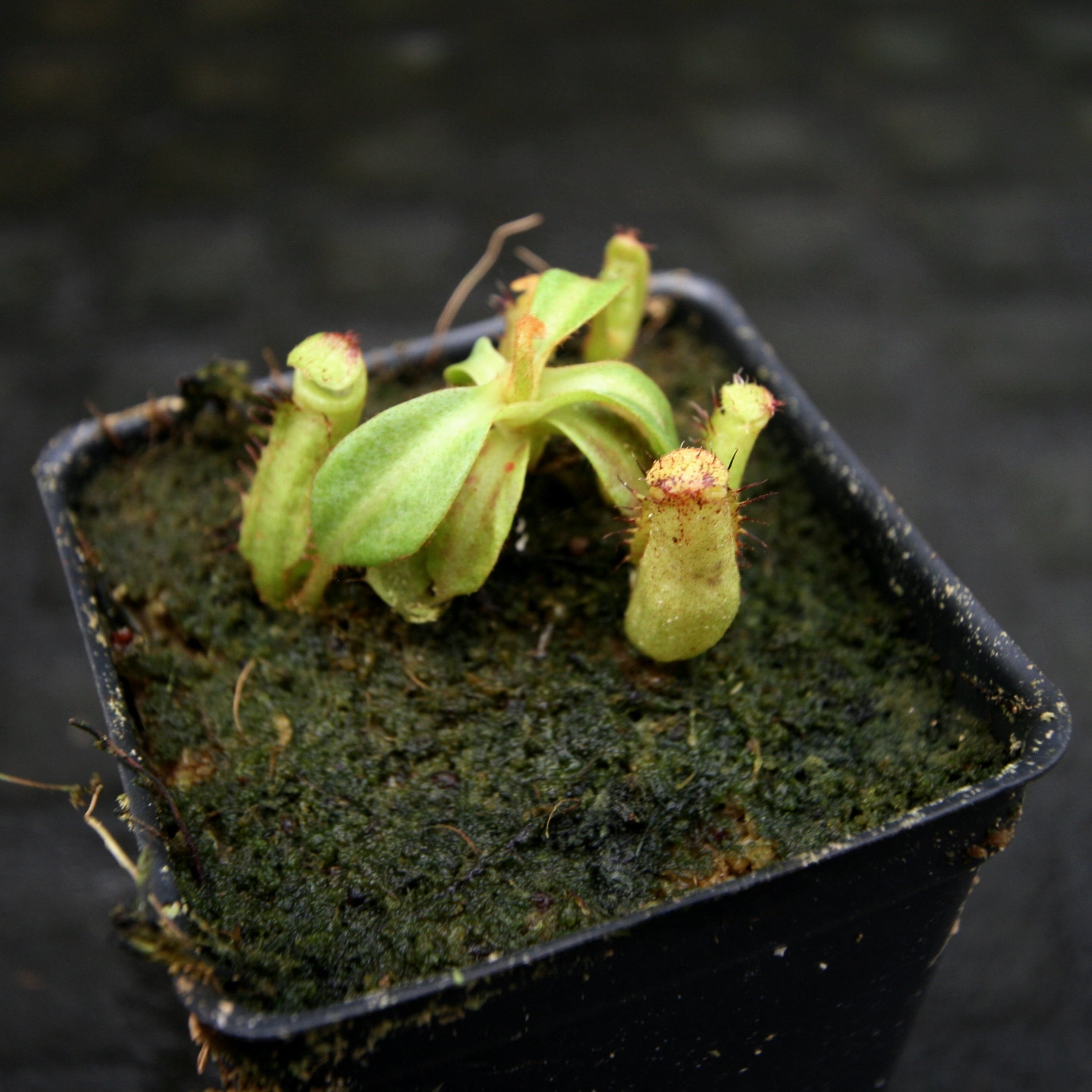 ペテンシー IMG_4185.jpg?v=1694705838&