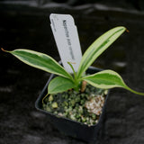 Nepenthes graciliflora variegated