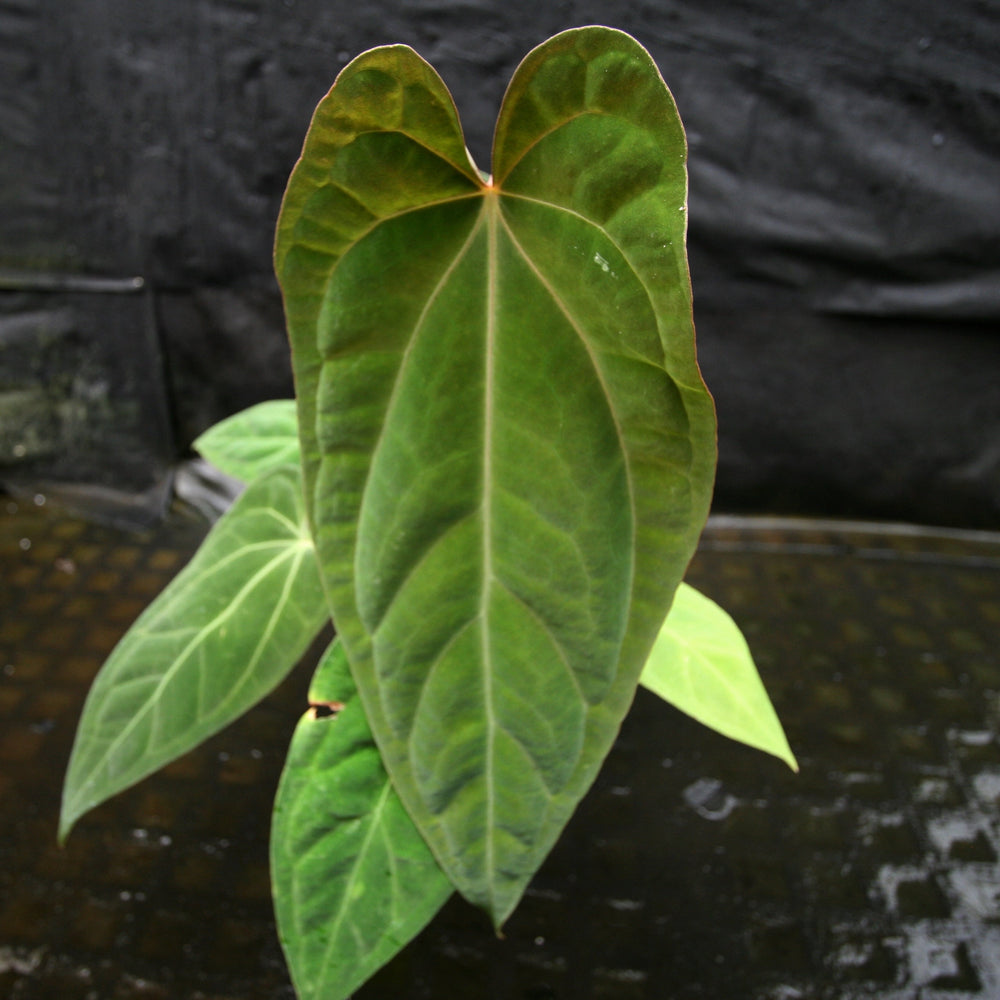 
                      
                        Anthurium crystallinum Dark x papillilaminum, CAR-0241 - wholesale
                      
                    