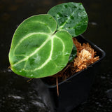 Anthurium (magnificum x crystallinum ) x carlablackiae, CAR-0248