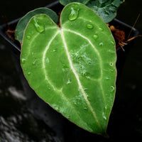 Anthurium (magnificum x crystallinum ) x carlablackiae, CAR-0248