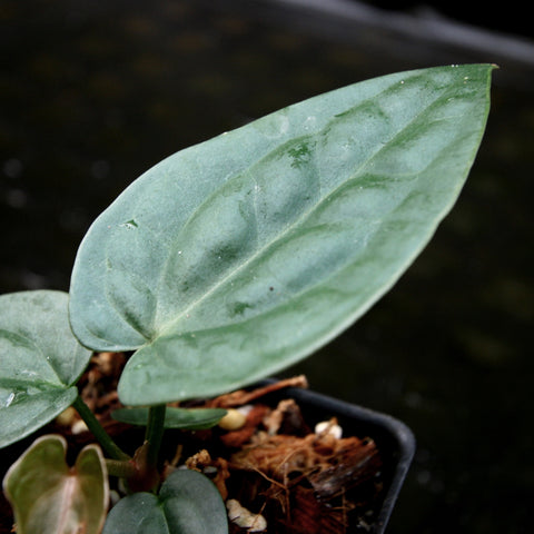 Leaf of Anthurium forgetii Silver x rugulosum showing blue-green, leathery surface with subtle venation.