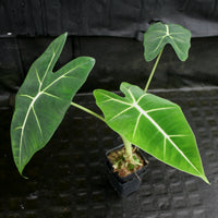 Alocasia 'Frydek', Green Velvet Alocasia Elephant Ear