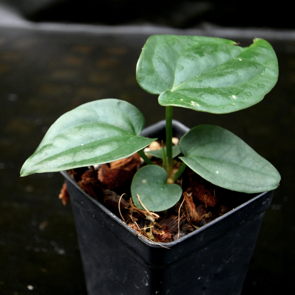
                      
                        Anthurium forgetii 'Silver' x rugulosum, CAR-0246
                      
                    