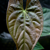 Anthurium papillilaminum x luxurians, CAR-0247