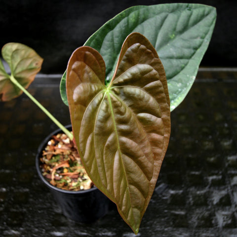 Anthurium papillilaminum x luxurians showing a copper brown leaf layered over a green leaf in a small pot.