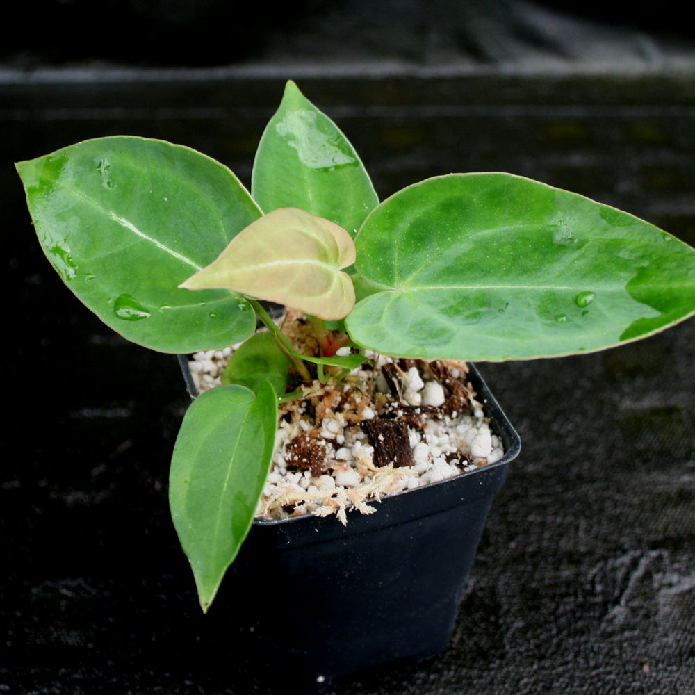 
                      
                        Anthurium crystallinum x forgetii, CAR-0154
                      
                    