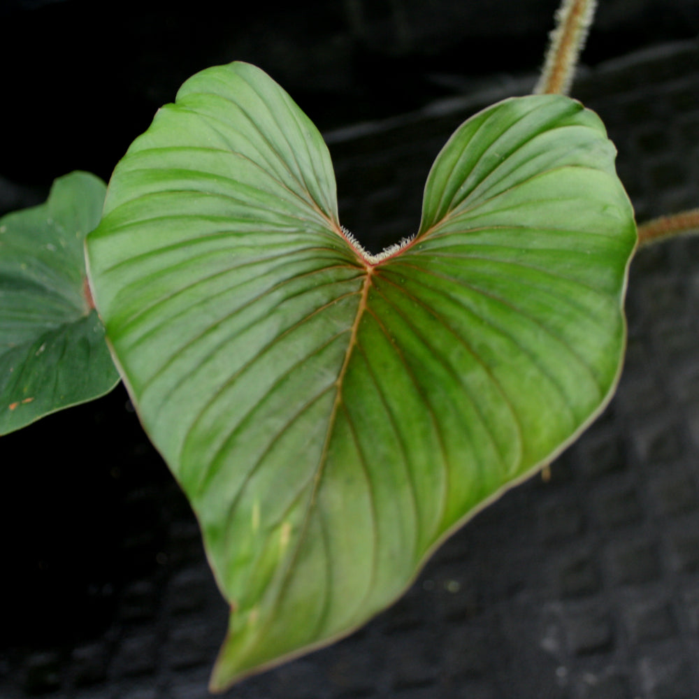 
                      
                        Philodendron squamicaule
                      
                    