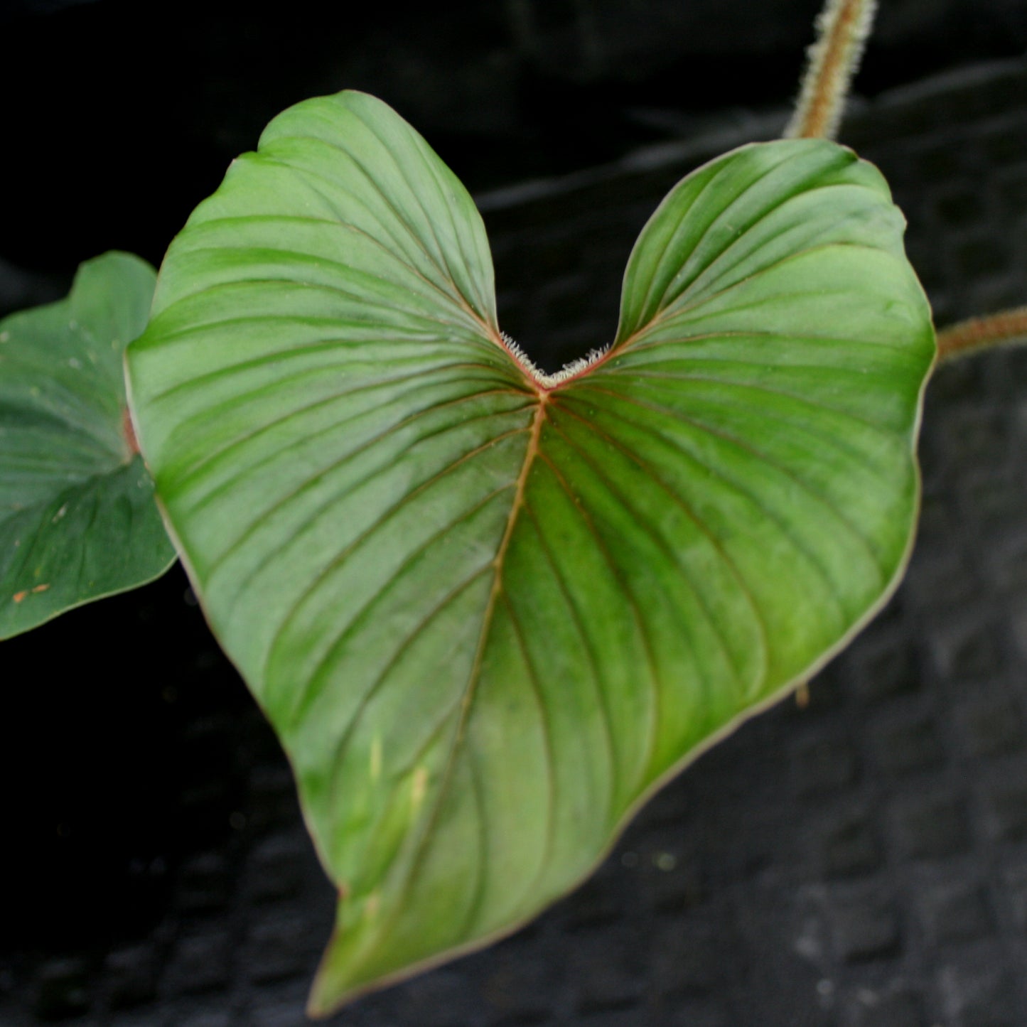philodendron squamicaule for sale Philodendron squamicaule – Carnivero