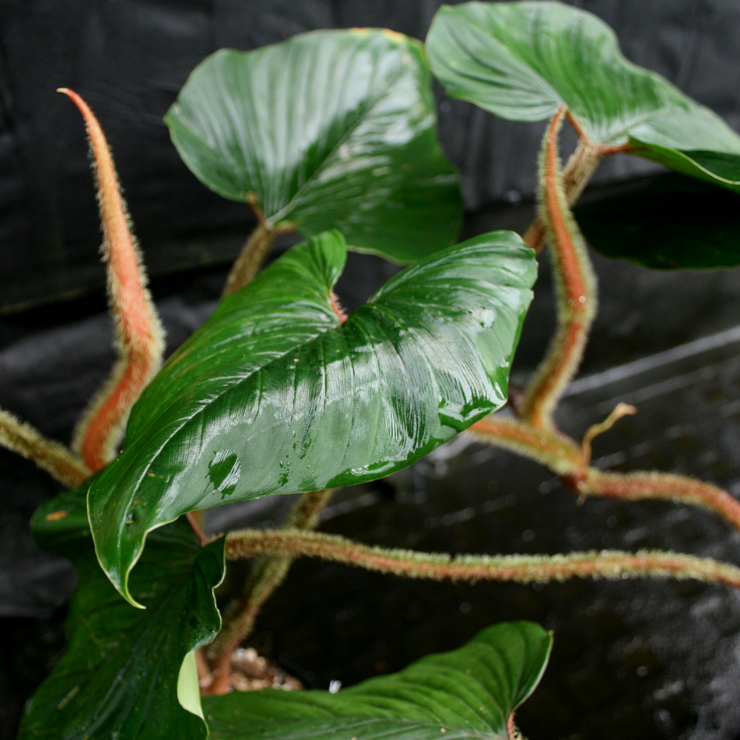 philodendron squamicaule dark Philodendron squamicaule – Carnivero
