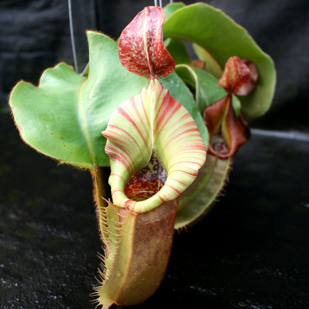 
                      
                        Nepenthes veitchii (#5 x "The Wave"), CAR-0062
                      
                    