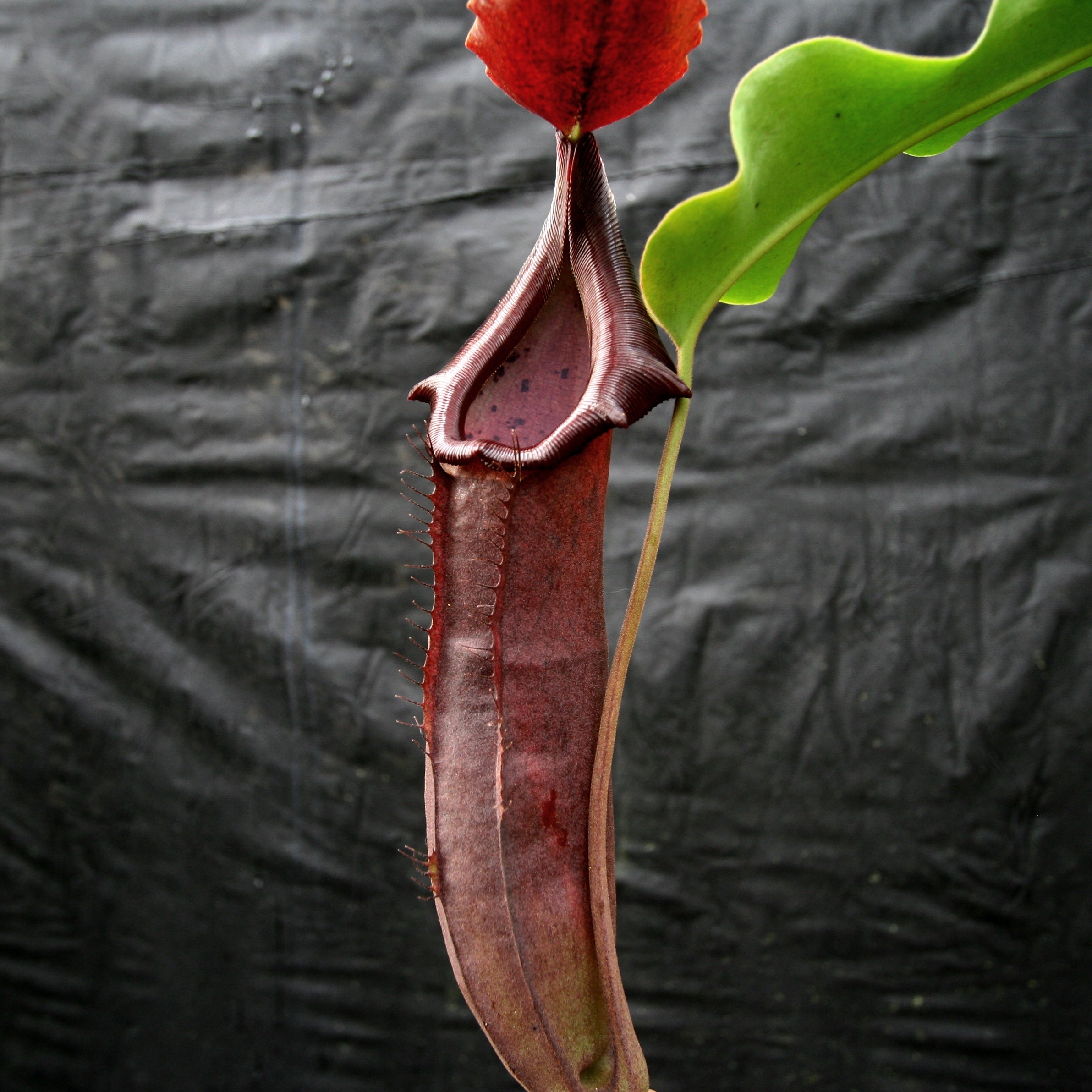 Nepenthes naga x truncata (C), CAR-0178 – Carnivero